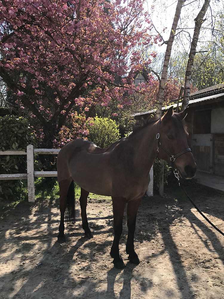 Poney Pétillant - Poney Club de Lamorlaye