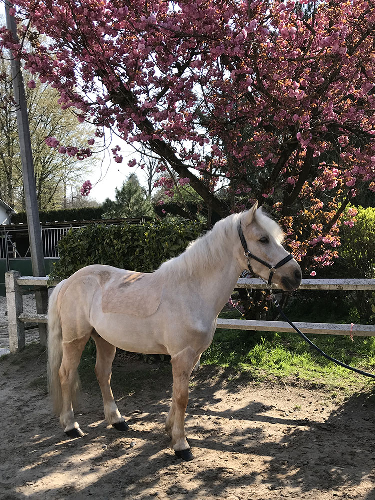 Poney Sahara - Poney Club de Lamorlaye