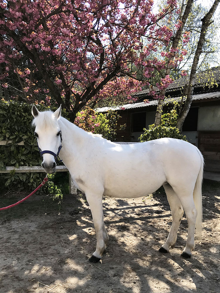 Poney Océane - Poney Club de Lamorlaye