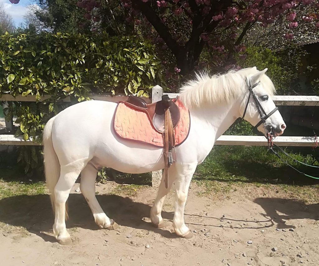 Poney Quentin - Poney Club de Lamorlaye