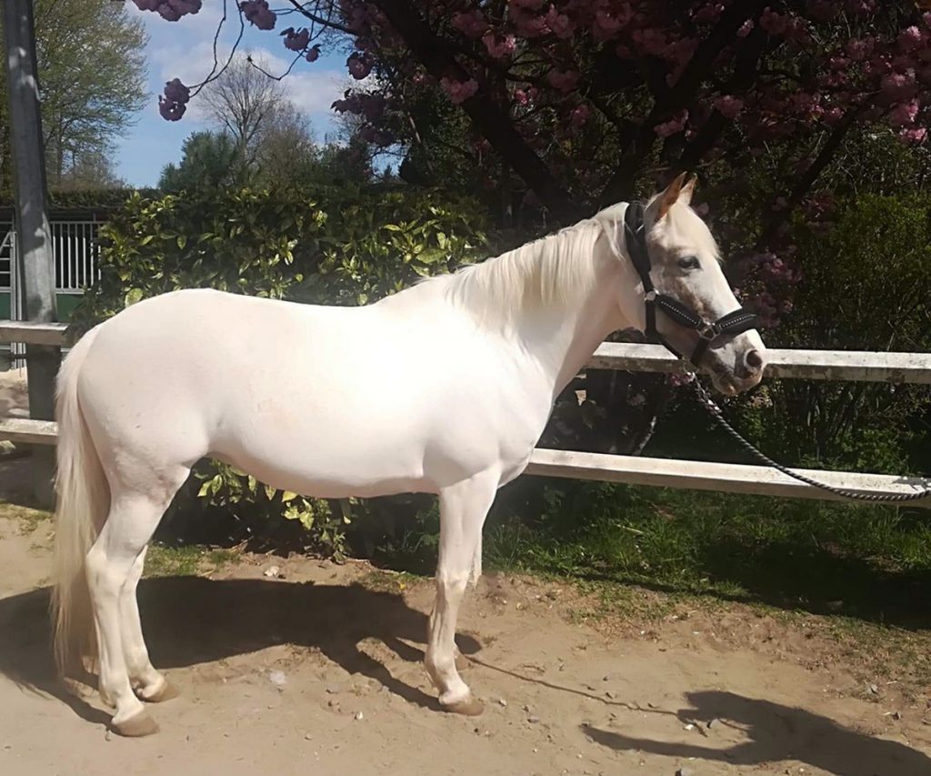 Poney Caline - Poney Club de Lamorlaye