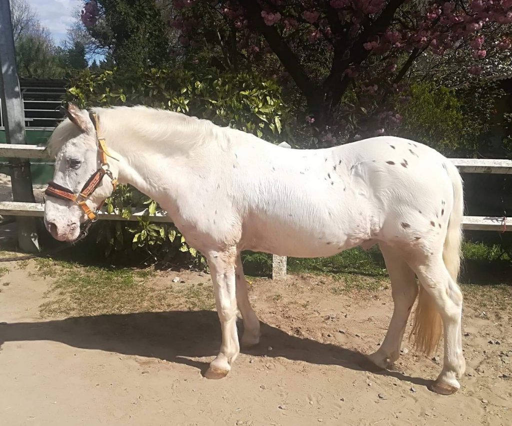 Poney Eclipse - Poney Club de Lamorlaye