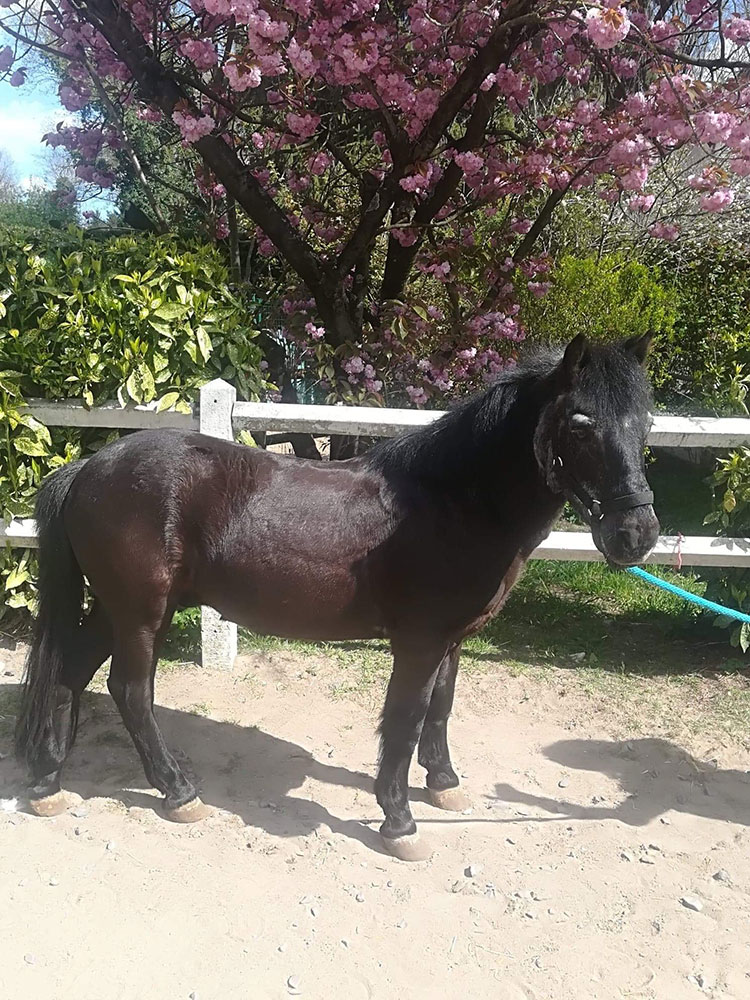 Poney Cachou - Poney Club de Lamorlaye