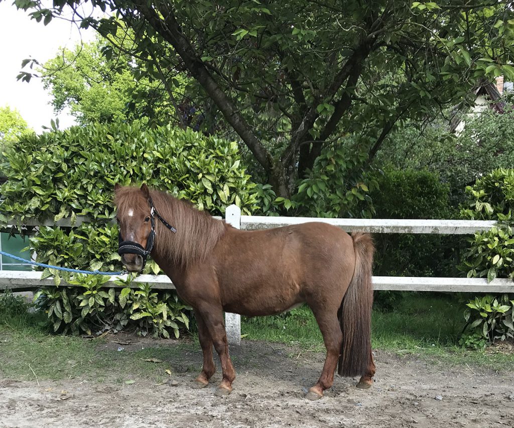 Poney Allumette - Poney Club de Lamorlaye