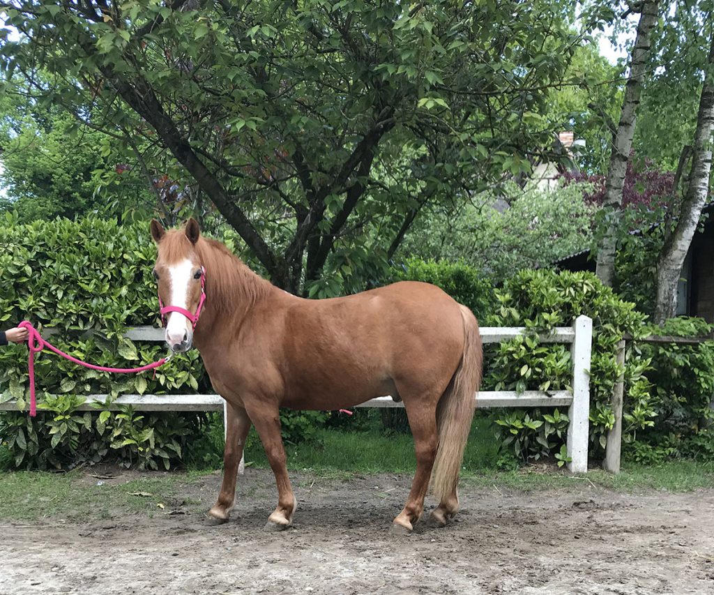 Poney Képi - Poney Club de Lamorlaye