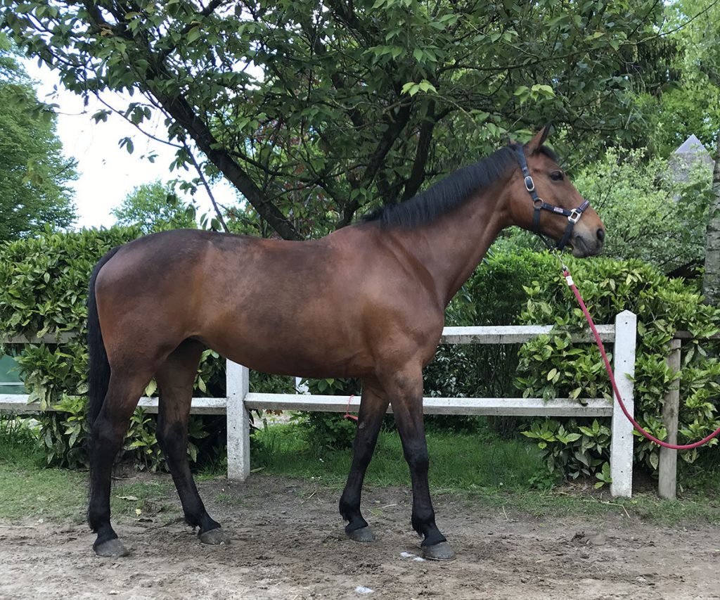 Poney Pitlane - Poney Club de Lamorlaye