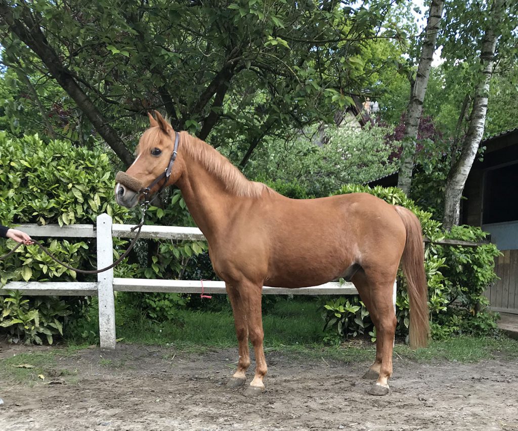 Poney Prélude - Poney Club de Lamorlaye