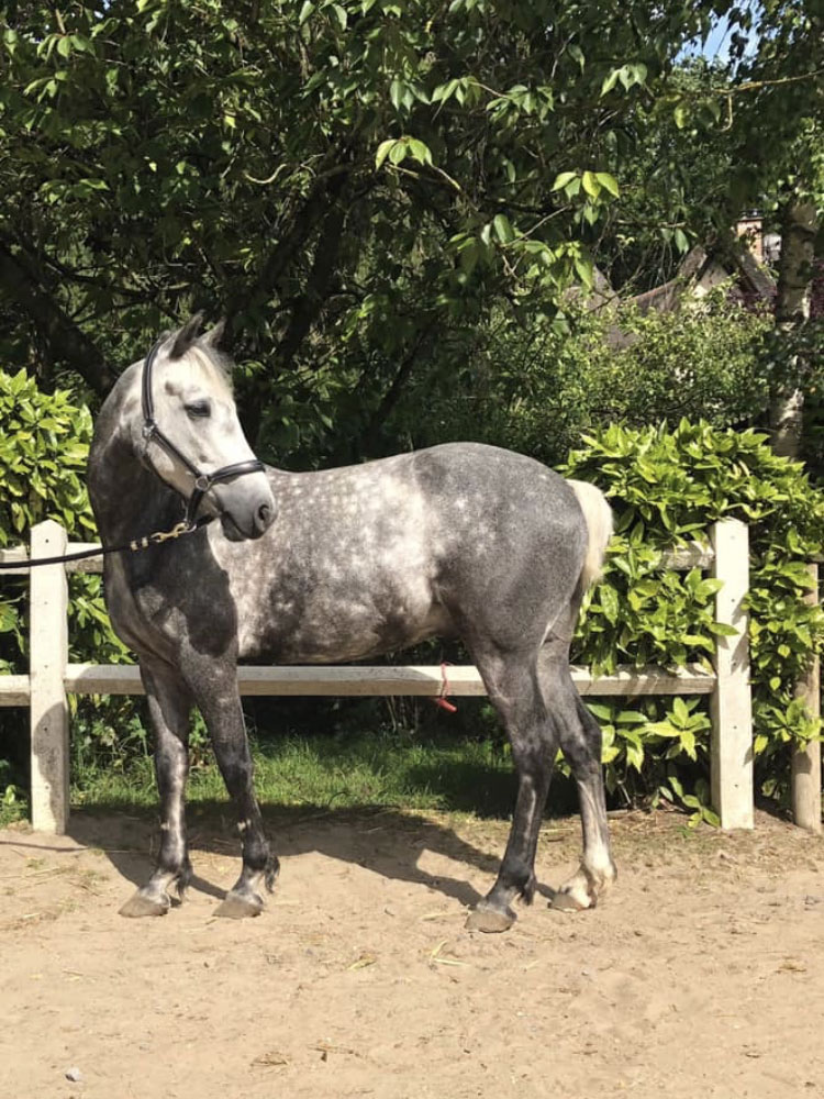 Poney Campbell de Matt - Poney Club de Lamorlaye