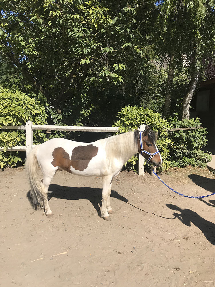 Poney Tipi - Poney Club de Lamorlaye